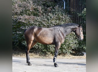 Caballo de Holstein, Caballo castrado, 7 años, 170 cm, Castaño