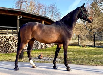 Caballo de Holstein, Caballo castrado, 7 años, 170 cm, Castaño oscuro