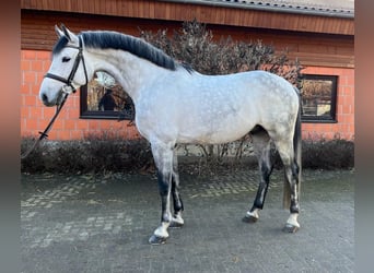 Caballo de Holstein, Caballo castrado, 7 años, 170 cm, Tordo