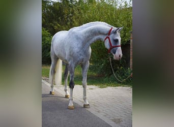 Caballo de Holstein, Caballo castrado, 7 años, 170 cm, Tordo