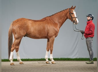 Caballo de Holstein, Caballo castrado, 7 años, 171 cm, Alazán