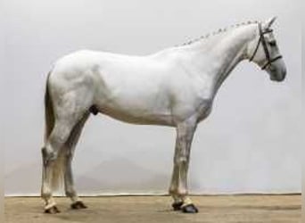 Caballo de Holstein, Caballo castrado, 7 años, 171 cm, Tordo