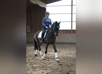 Caballo de Holstein, Caballo castrado, 7 años, 172 cm, Castaño oscuro