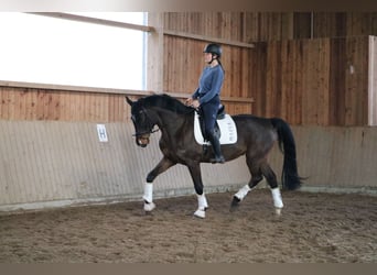 Caballo de Holstein, Caballo castrado, 7 años, 172 cm, Castaño oscuro