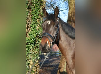 Caballo de Holstein, Caballo castrado, 7 años, 172 cm, Castaño oscuro