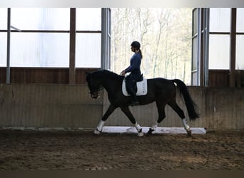 Caballo de Holstein, Caballo castrado, 7 años, 172 cm, Castaño oscuro