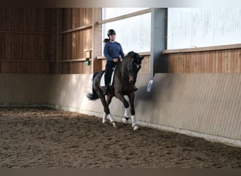 Caballo de Holstein, Caballo castrado, 7 años, 172 cm, Castaño oscuro