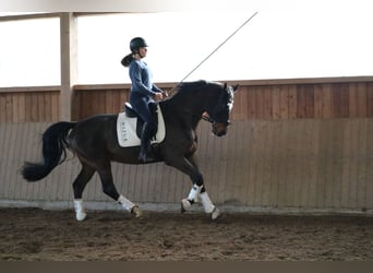 Caballo de Holstein, Caballo castrado, 7 años, 172 cm, Castaño oscuro