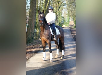 Caballo de Holstein, Caballo castrado, 7 años, 172 cm, Castaño oscuro