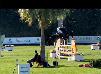 Caballo de Holstein, Caballo castrado, 7 años, 172 cm, Negro