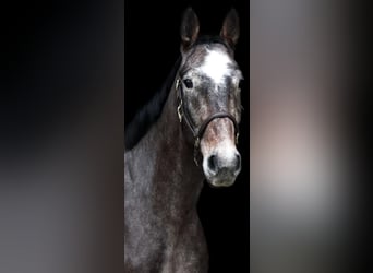 Caballo de Holstein, Caballo castrado, 7 años, 172 cm, Tordo