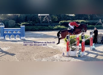 Caballo de Holstein, Caballo castrado, 7 años, 172 cm, Tordo