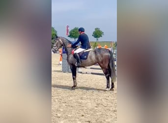 Caballo de Holstein, Caballo castrado, 7 años, 172 cm, Tordo