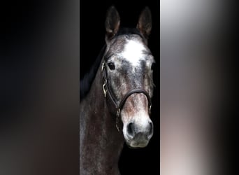 Caballo de Holstein, Caballo castrado, 7 años, 172 cm, Tordo