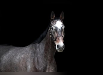 Caballo de Holstein, Caballo castrado, 7 años, 172 cm, Tordo