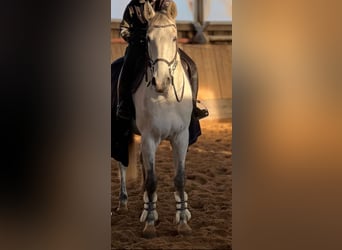 Caballo de Holstein, Caballo castrado, 7 años, 174 cm, Tordo