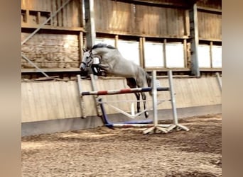 Caballo de Holstein, Caballo castrado, 7 años, 174 cm, Tordo