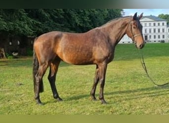 Caballo de Holstein, Caballo castrado, 7 años, 175 cm, Castaño