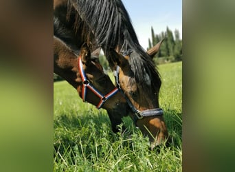 Caballo de Holstein, Caballo castrado, 7 años, 177 cm, Castaño oscuro
