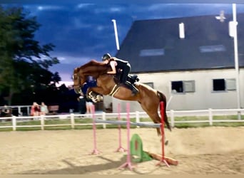 Caballo de Holstein, Caballo castrado, 7 años, 178 cm, Alazán