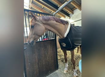 Caballo de Holstein, Caballo castrado, 7 años, 178 cm, Alazán