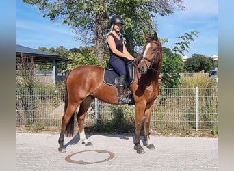 Caballo de Holstein, Caballo castrado, 8 años, 161 cm, Castaño