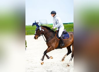 Caballo de Holstein, Caballo castrado, 8 años, 161 cm, Castaño