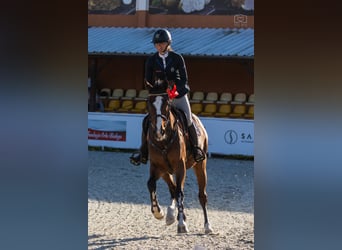 Caballo de Holstein, Caballo castrado, 8 años, 161 cm, Castaño