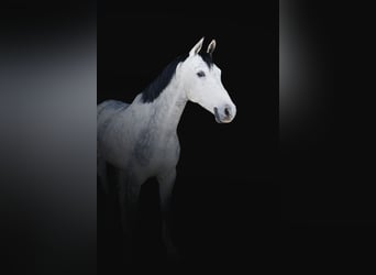 Caballo de Holstein, Caballo castrado, 8 años, 162 cm, Tordo