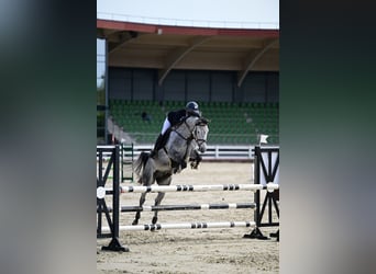 Caballo de Holstein, Caballo castrado, 8 años, 162 cm, Tordo