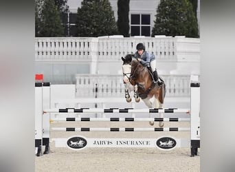 Caballo de Holstein, Caballo castrado, 8 años, 163 cm