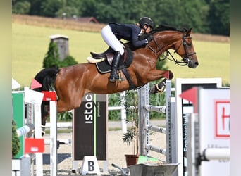 Caballo de Holstein, Caballo castrado, 8 años, 165 cm, Castaño