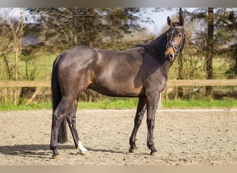 Caballo de Holstein, Caballo castrado, 8 años, 166 cm, Castaño oscuro