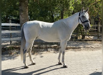 Caballo de Holstein, Caballo castrado, 8 años, 166 cm, Tordo