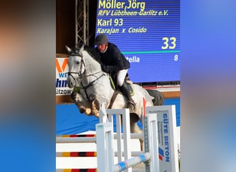 Caballo de Holstein, Caballo castrado, 8 años, 166 cm, Tordo rodado