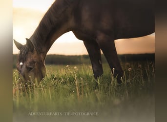 Caballo de Holstein, Caballo castrado, 8 años, 167 cm, Castaño oscuro