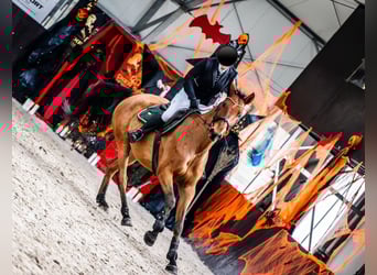 Caballo de Holstein, Caballo castrado, 8 años, 168 cm