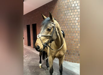 Caballo de Holstein, Caballo castrado, 8 años, 169 cm, Castaño