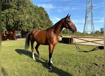 Caballo de Holstein, Caballo castrado, 8 años, 169 cm, Castaño