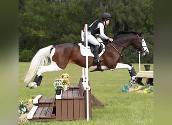 Caballo de Holstein, Caballo castrado, 8 años, 170 cm