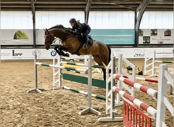 Caballo de Holstein, Caballo castrado, 8 años, 170 cm, Castaño
