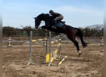 Caballo de Holstein, Caballo castrado, 8 años, 170 cm, Castaño oscuro