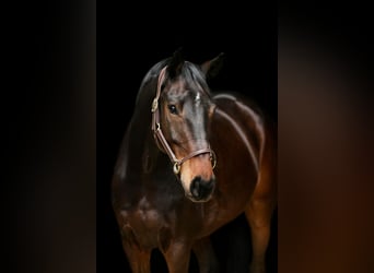 Caballo de Holstein, Caballo castrado, 8 años, 170 cm, Castaño oscuro