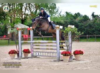 Caballo de Holstein, Caballo castrado, 8 años, 170 cm, Castaño oscuro