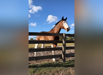 Caballo de Holstein, Caballo castrado, 8 años, 170 cm, Tobiano-todas las-capas