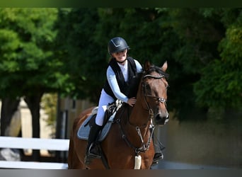Caballo de Holstein, Caballo castrado, 8 años, 171 cm, Castaño