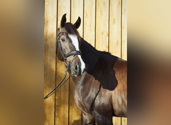 Caballo de Holstein, Caballo castrado, 8 años, 171 cm, Morcillo
