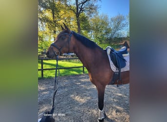 Caballo de Holstein, Caballo castrado, 8 años, 172 cm