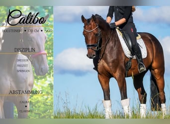 Caballo de Holstein, Caballo castrado, 8 años, 172 cm, Castaño