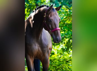 Caballo de Holstein, Caballo castrado, 8 años, 172 cm, Castaño
